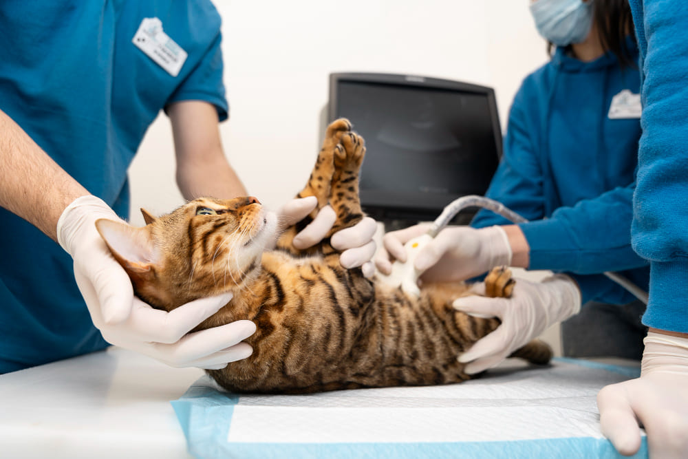 Cuidados Pré e pós castração para gatos